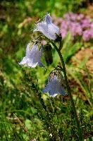 dsc_174218.jpg