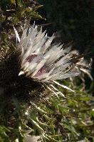Alpine Silver Thistle, null