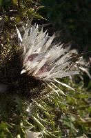 Alpine Silver Thistle, null