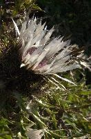 Alpine Silver Thistle, null