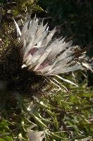 Alpine Silver Thistle, null