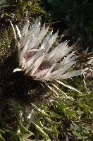 Alpine Silver Thistle, null