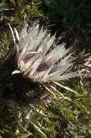 Alpine Silver Thistle, null