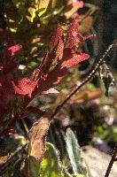 Bilberry Foliage, null