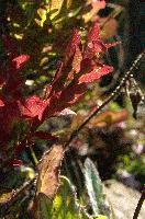 Bilberry Foliage, null