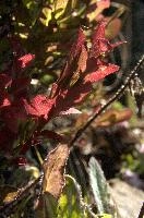 Bilberry Foliage, null
