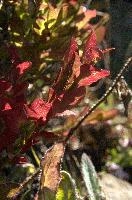 Bilberry Foliage, null