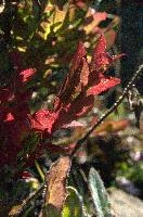 Bilberry Foliage, null
