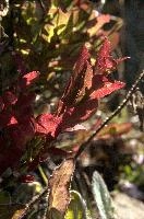 Bilberry Foliage, alps, red, foliage, leaves, growth, bilberry, switzerland, backlight, europe, mountains, translucent, autumn, vegetation, alpine, vaccinium