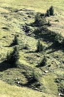 Alp Palfries, scenery, meadow, outdoors, nature, alps, switzerland, summer, europe, trees, pasture, pines, mountains, green, hillside