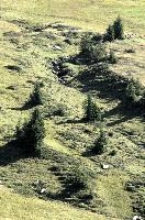 Alp Palfries, scenery, meadow, outdoors, nature, alps, switzerland, summer, europe, trees, pasture, pines, mountains, green, hillside