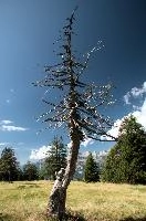Alpine Timber, null