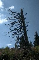 Alpine Timber, null