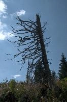 Alpine Timber, null
