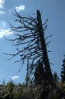 Alpine Timber, null