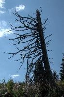 Alpine Timber, null