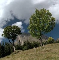 Alp Palfries, null
