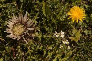 Alpine Flower Arrangement, null