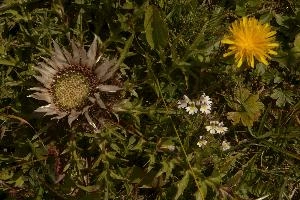 Alpine Flower Arrangement, null