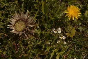 Alpine Flower Arrangement, null