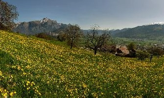 ValleyOfTheDandelions.jpg