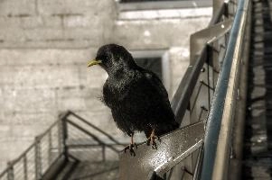Alpine Chough, saentis, station, wildlife, mountains, dohle, yellow, alpine, feathers, alps, fauna, winter, wild, appenzell, black, outdoors, chough, glossy, pyrrhocorax, animal, corvine, corvid, plumage, peak, switzerland, yellow-billed, graculus, bird, crow