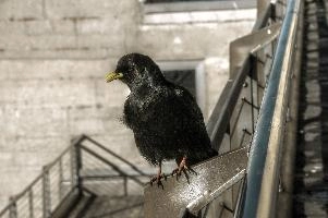 Alpine Chough, saentis, station, wildlife, mountains, dohle, yellow, alpine, feathers, alps, fauna, winter, wild, appenzell, black, outdoors, chough, glossy, pyrrhocorax, animal, corvine, corvid, plumage, peak, switzerland, yellow-billed, graculus, bird, crow
