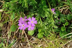 Birds-eye primrose on the Pizol, Switzerland, null