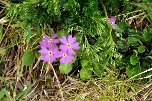 Birds-eye primrose on the Pizol, Switzerland, null