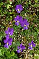 Alpine Pansies, sargans, alps, wangs, pizol, switzerland, mels, mountains