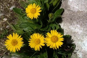 Alpine marigolds on the Pizol, Switzerland, null