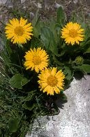 Alpine marigolds on the Pizol, Switzerland, null