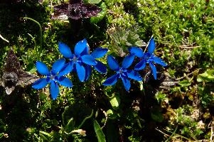 Blue Gentian, sargans, verna, blue, alps, meadow, wangs, pizol, spring, switzerland, alpine, mels, native, flora, outdoors, gentiana, gentian, wildflower, wild