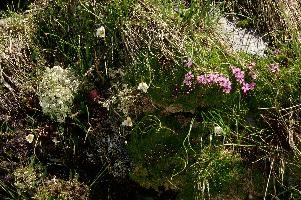 Alpine Garden, alps, pink, flower, alpine, sargans, schweiz, mountains, primula