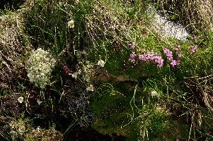 Alpine Garden, alps, pink, flower, alpine, sargans, schweiz, mountains, primula