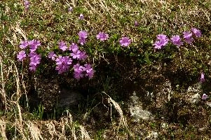Alpine Primulas, blossom, meadow, flower, flora, pink, daytime, integrifolia, alps, mels, primrose, alpine, pizol, leaved, closeup, wangs, mountains, switzerland, primula, plant, entire, mauve, floral, nobody, nature, summer, sargans