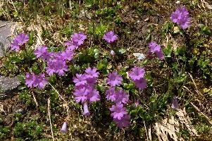 Alpine Primulas, blossom, meadow, flower, flora, pink, daytime, integrifolia, alps, mels, primrose, alpine, pizol, leaved, closeup, wangs, mountains, switzerland, primula, plant, entire, mauve, floral, nobody, nature, summer, sargans
