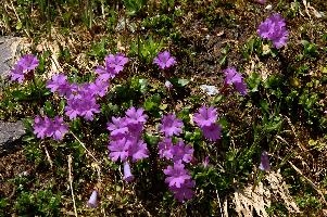 Alpine Primulas, blossom, meadow, flower, flora, pink, daytime, integrifolia, alps, mels, primrose, alpine, pizol, leaved, closeup, wangs, mountains, switzerland, primula, plant, entire, mauve, floral, nobody, nature, summer, sargans