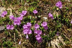 Alpine Primulas, blossom, meadow, flower, flora, pink, daytime, integrifolia, alps, mels, primrose, alpine, pizol, leaved, closeup, wangs, mountains, switzerland, primula, plant, entire, mauve, floral, nobody, nature, summer, sargans