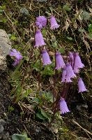 Alpine Flower, alps, mountains, flower, sargans, schweiz, alpine