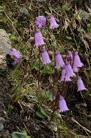 Alpine Flower, alps, mountains, flower, sargans, schweiz, alpine