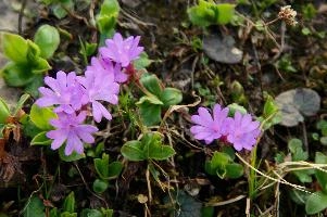 Alpine Primula, blossom, meadow, flower, flora, pink, daytime, integrifolia, alps, mels, primrose, alpine, pizol, leaved, closeup, wangs, mountains, switzerland, primula, plant, entire, mauve, floral, nobody, nature, summer, sargans