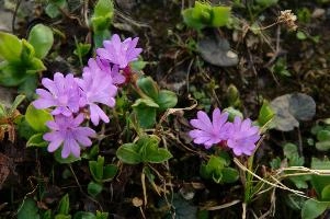 Alpine Primula, blossom, meadow, flower, flora, pink, daytime, integrifolia, alps, mels, primrose, alpine, pizol, leaved, closeup, wangs, mountains, switzerland, primula, plant, entire, mauve, floral, nobody, nature, summer, sargans