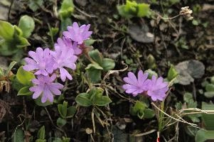 Alpine Primula, blossom, meadow, flower, flora, pink, daytime, integrifolia, alps, mels, primrose, alpine, pizol, leaved, closeup, wangs, mountains, switzerland, primula, plant, entire, mauve, floral, nobody, nature, summer, sargans