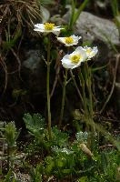 Alpine buttercups on the Pizol, Switzerland, null
