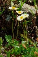 Alpine Flower, alpine, yellow, white, sargans, schweiz, flower, ranunculaceae