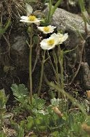 Alpine Flower, alpine, yellow, white, sargans, schweiz, flower, ranunculaceae