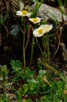 Alpine Flower, alpine, yellow, white, sargans, schweiz, flower, ranunculaceae