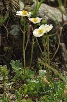 Alpine Flower, alpine, yellow, white, sargans, schweiz, flower, ranunculaceae