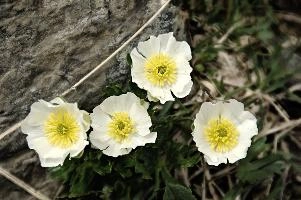 Alpine Roseaceae,  flower of the ranunculaceae growing on the pizol
